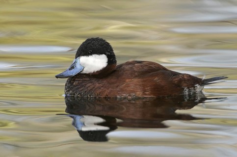 Ruddy Duck (Oxyura jamaicensis), Arizona, USA