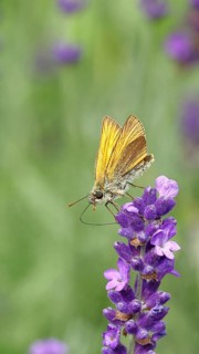 Large skipper (Ochlodes venatus), collecting nectar from a flower of Common lavender (Lavandula