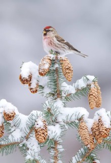 Common Redpoll (Acanthis flammea), Alaska, USA