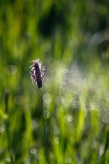 Pollen count, spring, Germany