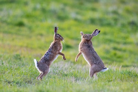 European hare (Lepus europaeus) Mating season Germany