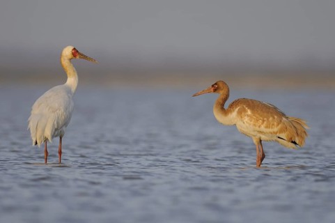Siberian Crane (Leucogeranus leucogeranus) wirh juvenile, Poyang Lake, China