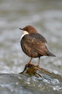 White-throated Dipper (Cinclus cinclus), North Rhine-Westphalia, Germany