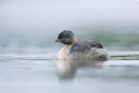 Hoary-headed Grebe (Poliocephalus poliocephalus), Victoria, Australia