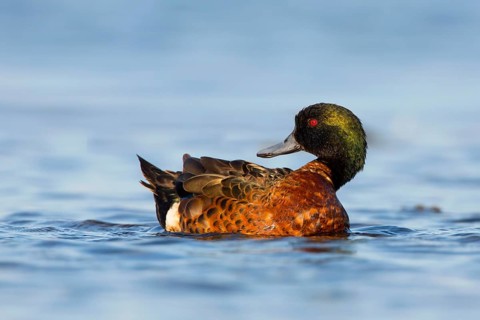 Chestnut Teal (Anas castanea) male, Victoria, Australia