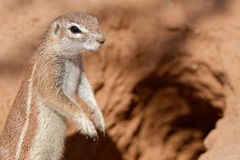 Cape ground squirrel (Xerus inauris), adult animal, standing upright at the burrow entrance,