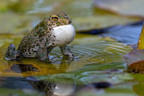 Green toad, Green toad, House toad, Variable toad, Village toad, Variegated toad, (Bufotes