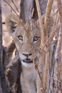 Young lion (Panthera leo) in a bush, Nsefu sector, South Luangwa National Park, Zambia