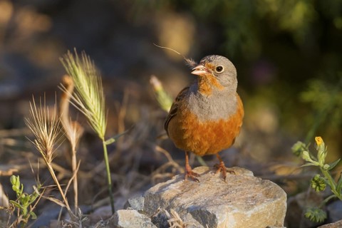 Cretzschmar's Bunting - Grauortolan - Emberiza caesia, Cyprus, adult male