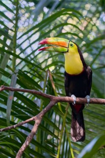 Fishing toucan (Ramphastos sulfuratus) Costa Rica