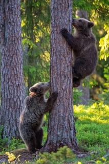 Eurasian Brown Bear (Ursus arctos) mother with cubs in forest, Finland