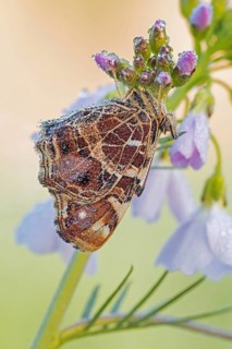 Die Frühjahr-Generation des Landkärtchen (Araschnia levana), am Taunassen morgen an