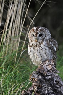 Tawny owl (Strix aluco) portrait on tree stump, England, UK