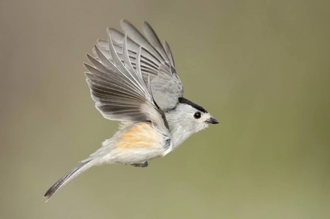 Black-crested Titmouse (Baeolophus atricristatus) flying, Texas, USA