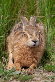 European brown hare (Lepus europaeus) adult animal sleeping in grassland in summer, England, United