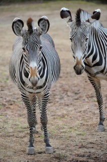 Two zebras, standing side by side with clear stripe patterns, on brown ground, Grevy's zebra (Equus