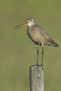 Marbled Godwit (Limosa fedoa) calling, Canada