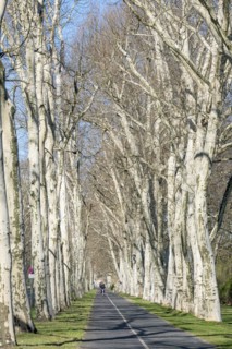 Treptower Park, plane tree (Platanus × hispanica), Anchers Havecenter, Berlin, Berlin, Germany
