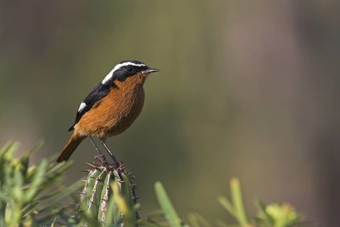 Moussier's Redstart (Phoenicurus moussieri) male, Morocco
