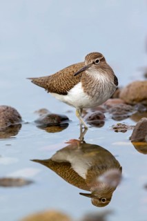 Common sandpiper, sandpiper (Actitis hypoleuco), biotope, habitat, foraging, Lesvos, Greece