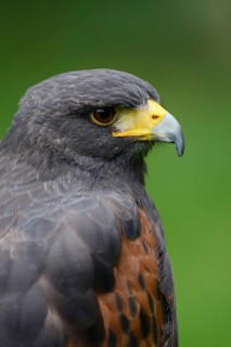 Harris's hawk (Parabuteo unicinctus), portrait, captive, occurring in North America and Central