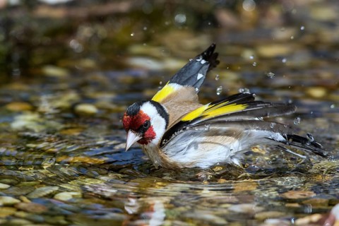 European Goldfinch (Carduelis carduelis) male bathing in a little stream, Mecklenburg-Western