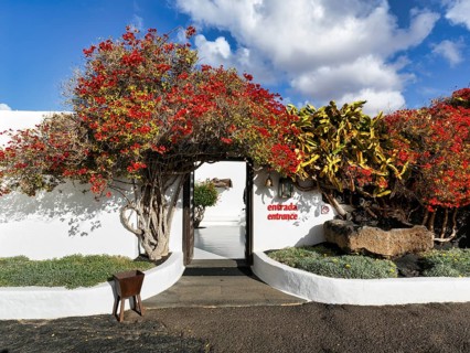 Bougainvillea at the entrance, former home of the artist, Fundacion Cesar Manrique, Tahiche,