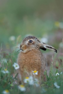 European brown hare (Lepus europaeus) juvenile baby leveret animal feeding amongst wildflowers in