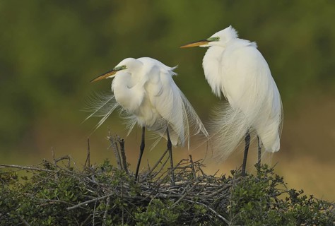Great Egret (Ardea alba), Texas, USA