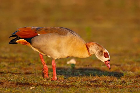 Egyptian Goose (Alopochen aegyptiaca), North Rhine-Westphalia, Germany