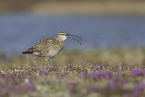 Whimbrel (Numenius phaeopus), Manitoba, Canada
