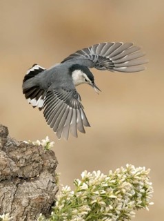 White-breasted Nuthatch (Sitta carolinensis) flying, California, USA