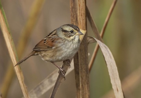 Swamp Sparrow (Melospiza georgiana), Ohio, USA