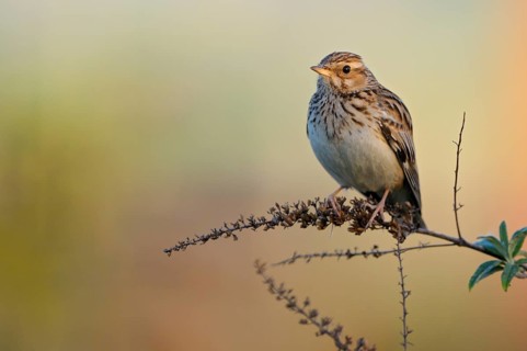 Heidelerche (Lullula arborea), Woodlark, singendes Maennchen auf Singwarte, morgens, Mai,