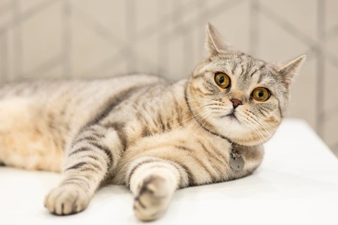 This image captures a charming British Shorthair cat lounging comfortably at home, showcasing its