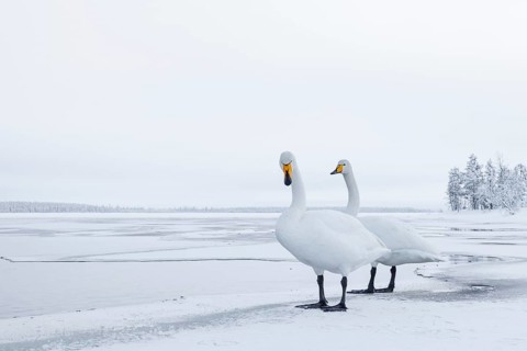 Whooper Swan (Cygnus cygnus), Finland