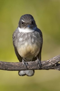 Northern Fantail (Rhipidura rufiventris), Western Australia, Australia