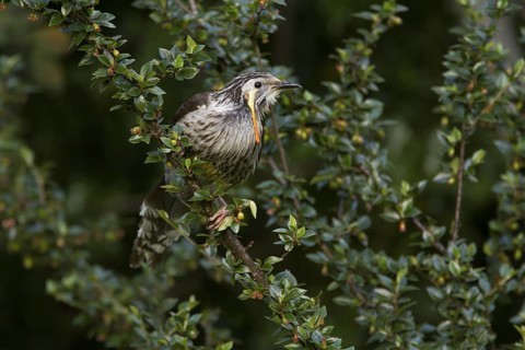 Yellow Wattlebird (Anthochaera paradoxa), Tasmania, Australia
