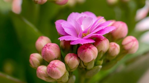 A close-up image captures the stunning details of a pink alpine flower, showcasing its vibrant