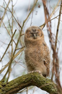 Tawny Owl (Strix aluco) juvenile perched on a branch, North Rhine-Westphalia, Germany