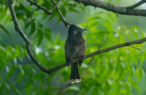 A Red-vented Bulbul (Pycnonotus cafer) on a tree branch, Sreepeur, Gazipur