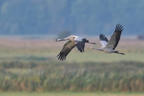 Common Crane (Grus grus) group flying, Mecklenburg-Western Pomerania, Germany