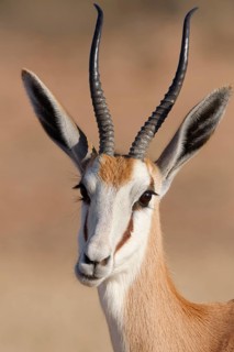 Springbok (Antidorcas marsupialis), adult, animal portrait, morning light, Kalahari desert,