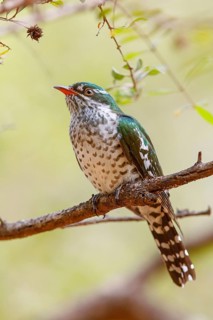 Golden cuckoo, Afrotropical species, family of golden cuckoos, cuckoo, (Chrysococcyx caprius), Wadi
