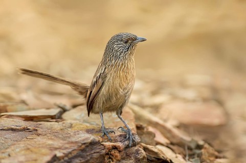 Dusky Grasswren (Amytornis purnelli), Northern Territory, Australia