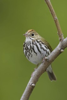 Ovenbird (Seiurus aurocapilla), Ontario, Canada