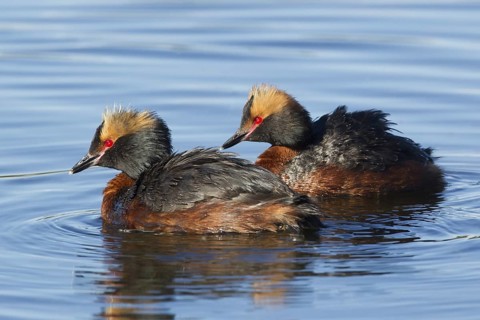 Horned Grebe (Podiceps auritus), Iceland