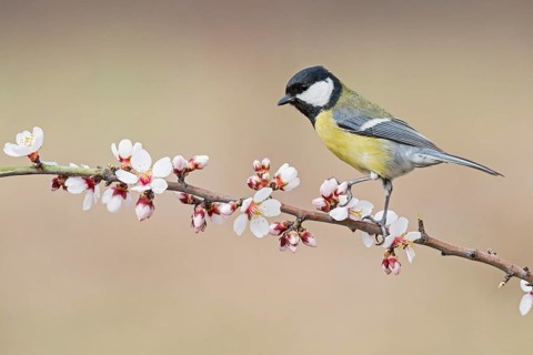 Great Tit (Parus major) perched in flowering almond tree, Aosta Valley, Italy