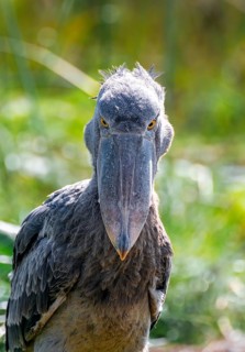 Shoebill (Balaeniceps rex), juvenile, animal portrait, evil eye, swamps of Mabamba, Lake Victoria,
