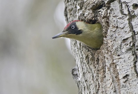 European Green Woodpecker (Picus viridis), Saxony, Germany
